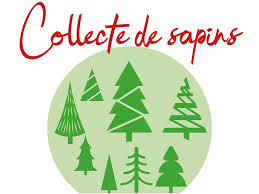 collecte de sapins